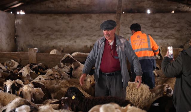 Kars’ta Koyun Kırkım Mesaisi Başladı