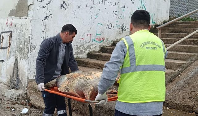 Tekirdağ'da caretta caretta kıyıya vurdu
