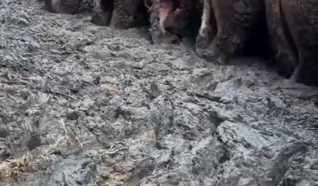 Tepki çeken o besi çiftliğine denetleme