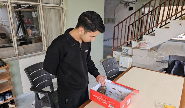 Yaralı bulduğu İshak kuşunu iyileştirdi