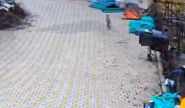 Adana'da aç kalan kurt mahalleye indi