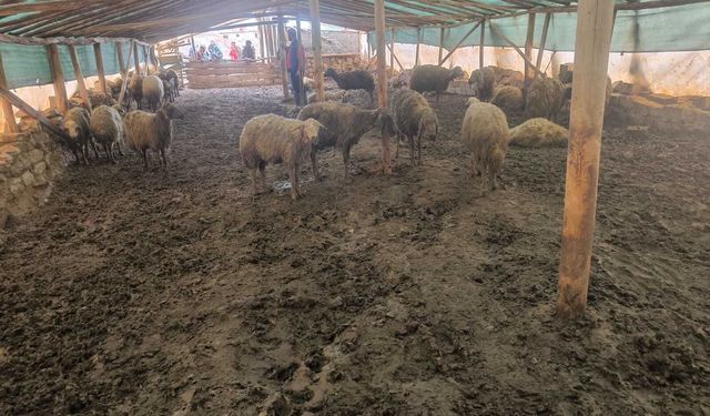 Ağıla giren kurt, 40 koyunu telef etti