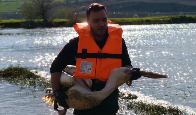 Barajda yaralı bulunan pelikanı itfaiyeciler kurtardı