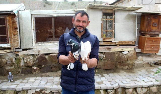Güvercin tutkusunu 35 yıldır sürdürüyor
