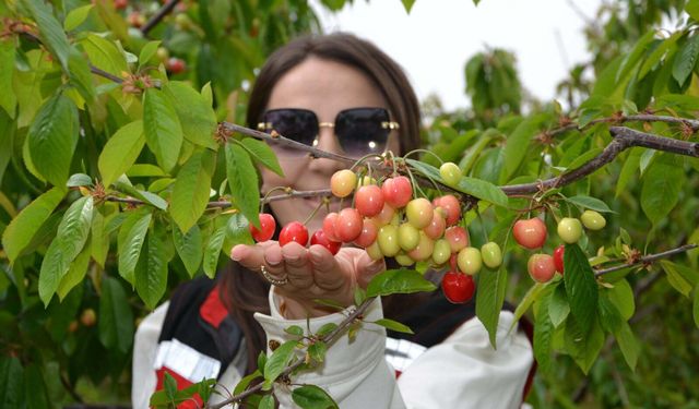 Manisa'da sezonun ilk kirazı 6 bin liradan alıcı buldu