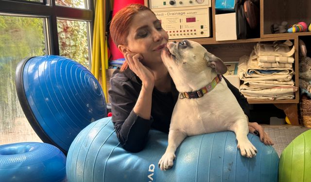 Obez köpek 'Ori' zayıflamak için rehabilitasyonda