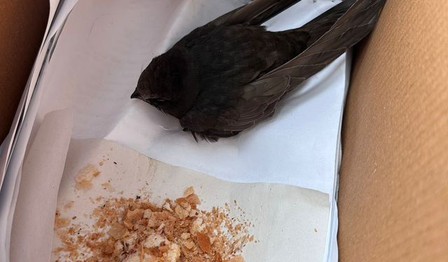 Öğrencilerin bitkin halde bulduğu ebabil kuşu, koruma altına alındı