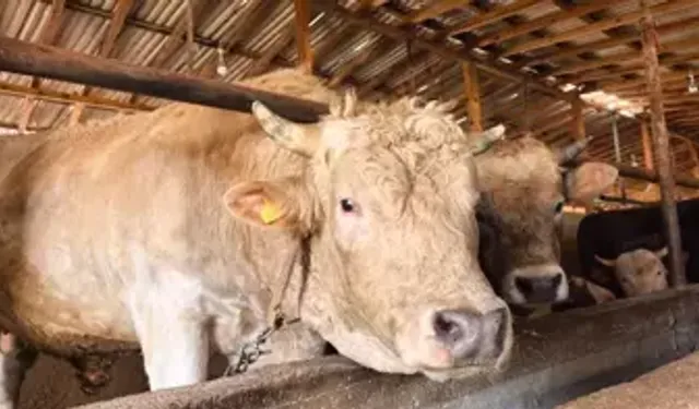 1,1 Tonluk Kurbanlık Boğa 'Paşa' Satışa Çıktı! Fiyatı Ne Kadar?
