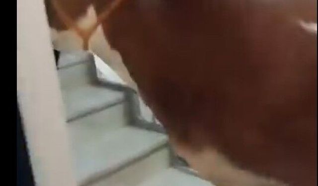 6 Katlı Binanın Terasında Kurban Kesildi
