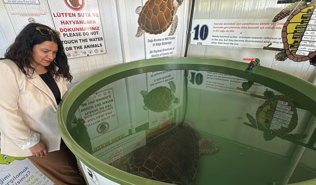 DEKAMER’den Tatilcilere Caretta Caretta Uyarısı