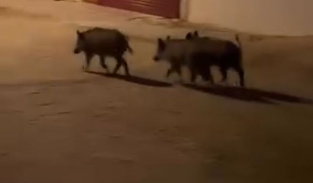 Hatay'da domuz sürüsü yemek bulmak için mahalleye indi