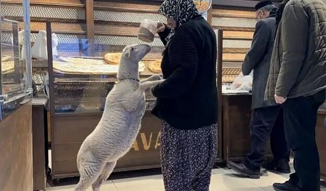 İznik’te Kurbanlık “Çorap”a Bayram Öncesi Kavuşma Sevinci