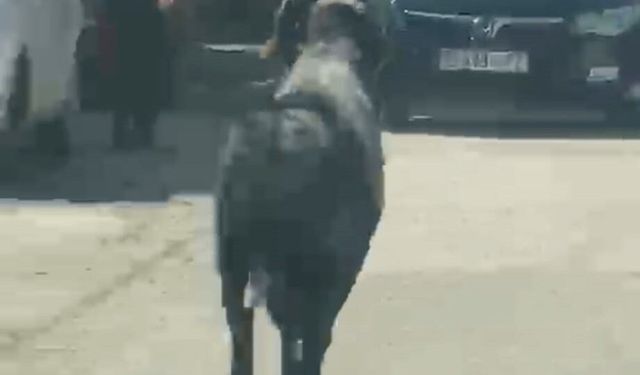 Kaçan kurbanlık koç mahalleyi peşinden koşturdu