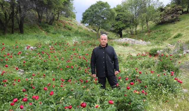 Afyonkarahisar'da Bu Gülü Kopartan Yandı! Cezası Dudak Uçuklattı!