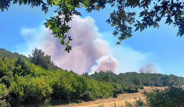 Edirne'de ormanlara giriş yasağı getirildi