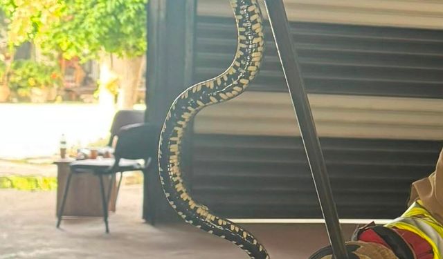 Hatay'da hafif ticari araca giren yılan paniğe neden oldu