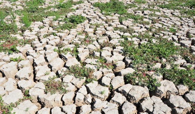 Marmara Gölü tekrar canlandı