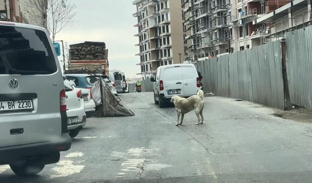 Seyrantepe'de Motosiklete Bağladığı Köpeği Metrelerce Koşturdu