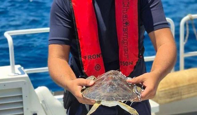 Antalya'da Zor Anlar Yaşayan Deniz Kaplumbağası Kurtarıldı