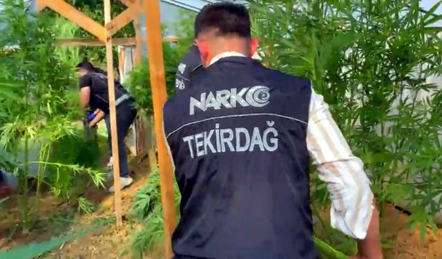 Bağ evinde uyuşturucu yetiştirmiş