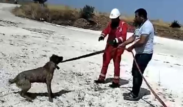 Gölette mahsur kalan köpekleri vatandaşlar kurtardı