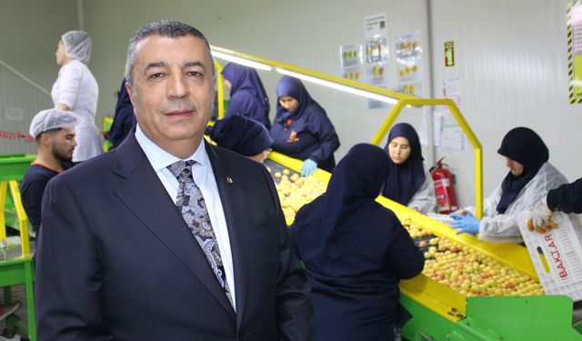 Kayısılar Malatya'dan Avrupa'ya ihraç ediliyor