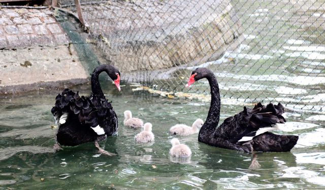 Kuğulu Park'ın yeni misafirleri: Dört yavru kuğu