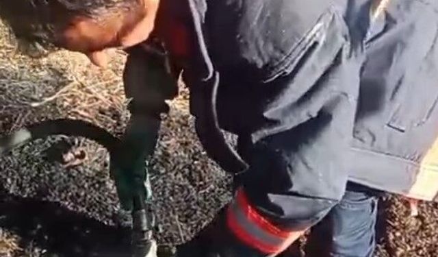 Malatya'da evde çıkan yangın diğer ev ve ormana sıçradı