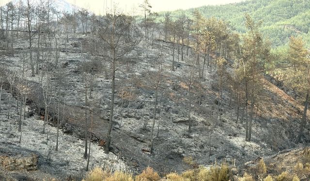 Muğla'da 5 bin hektardan fazla alan zarar gördü