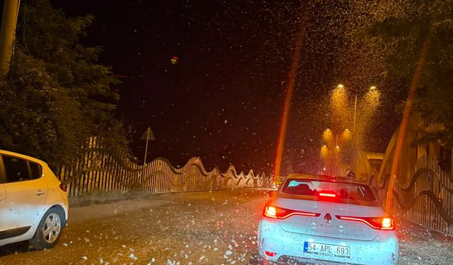 Sakarya'da milyonlarca kelebek yine ölüm dansı yaptı
