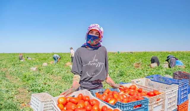 Karacadağ'ın Domatesleri Dünyanın Dilinde