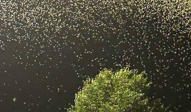 Kelebeklerin 'Ölüm Dansı' Devam Ediyor