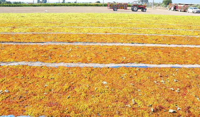 Manisa’da 2026 Yılı Sultaniye Üzümü Hasadı Başladı