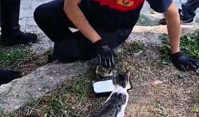 Zonguldak'ta rögara düşen kedi kurtarıldı