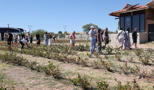 Kapadokya’da turizme yeni rota: Yabancı turistler tarlada aronya hasadı yaptı