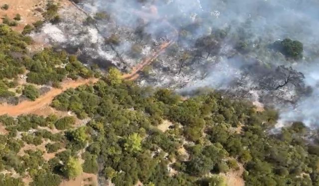 Antalya'da orman yangını çıktı