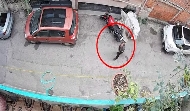 Bursa'da Kediye Şiddet Uygulayan Şüpheli Yakalandı