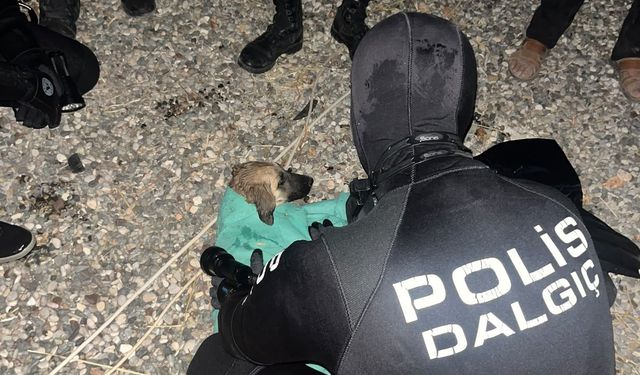 Gölette Mahsur Kalan Yavru Köpek Kurtarıldı
