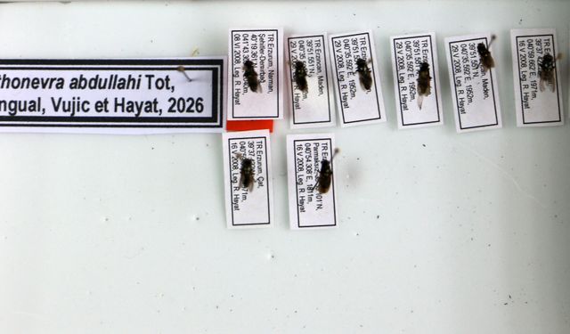 Ölen oğlunun adı yeni keşfettiği sinek türünde yaşayacak