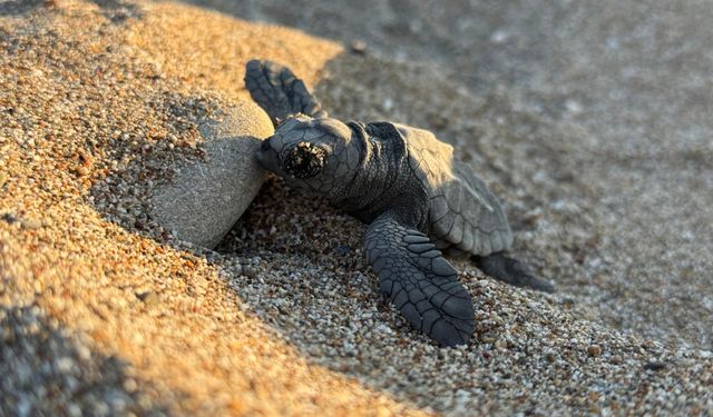 Antalya Sahillerinden Mavi Sulara: 200 Bin Caretta Caretta Yavrusu Denize Ulaştı