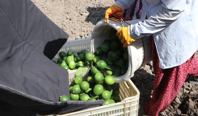 Adana’da limon üreticisinin pazar beklentisi