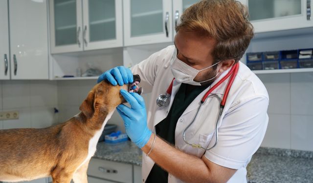 Antalya'da yangında kurtarılan köpekler yuva bekliyor
