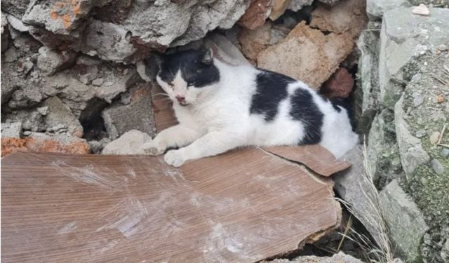 Enkazda sıkışan kediyi itfaiye kurtardı