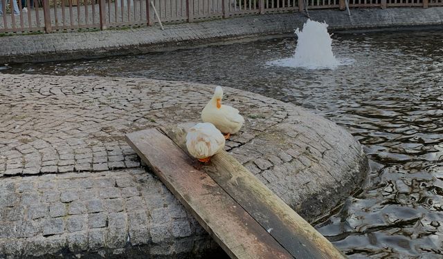 Ankara’nın kalbinde nostalji rüzgarı! Tunalı Hilmi’de bugün kaçırılmayacak etkinlikler