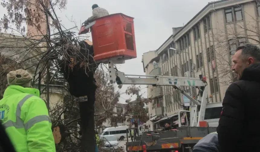 Beypazarı'nda ağaç bakım çalışmaları sürüyor