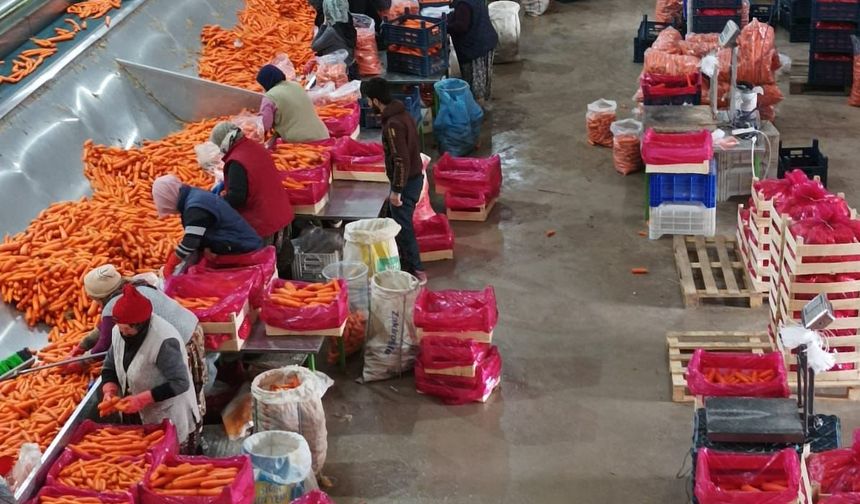 Beypazarı'nda zirai dona karşı önlem