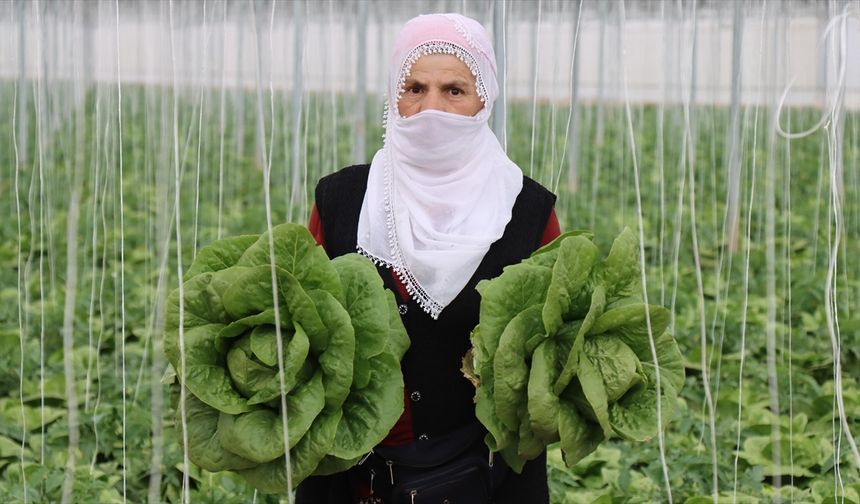 Erzincan’da seralarda yetişen marulun hasadına başlandı