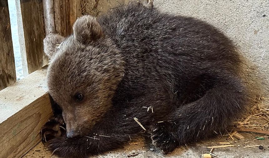 Sinop’ta Bulunan Yavru Ayı Koruma Altına