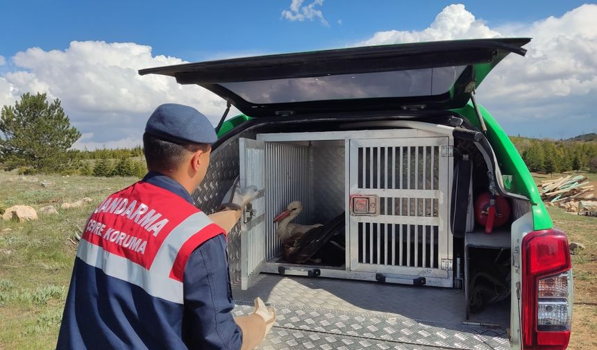yaralı leylek koruma altında