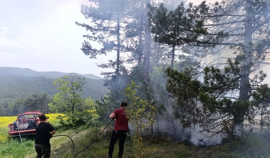 Bolu'da ormana yıldırım düştü